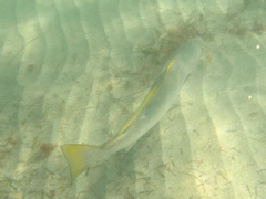 Atractoscion nobilis