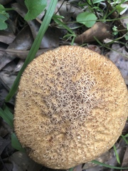Leccinellum rugosiceps