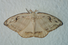 Callidrepana gelidata