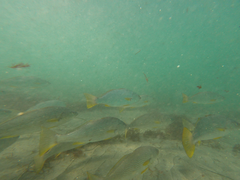 Umbrina roncador