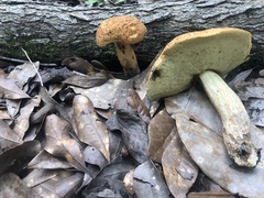 Leccinellum rugosiceps