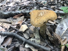 Leccinellum rugosiceps