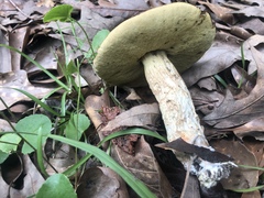 Leccinellum rugosiceps
