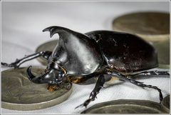 Xylotrupes australicus