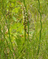 Platanthera dilatata albiflora