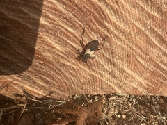 Microtomus purcis