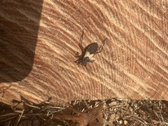 Microtomus purcis