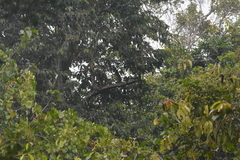 Ketupa zeylonensis