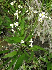 Alisma lanceolatum