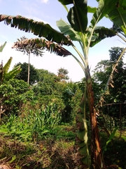 Musa