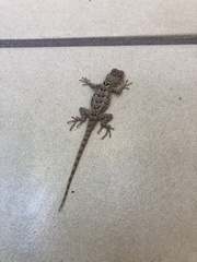 Sceloporus clarkii