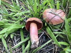 Boletus
