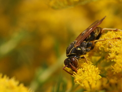Polistes aurifer