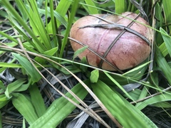 Boletus