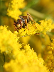 Polistes aurifer