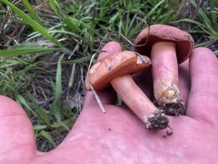 Boletus