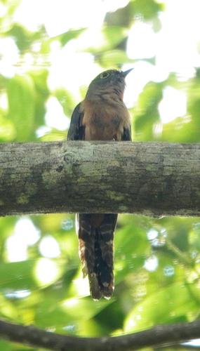 Moluccan Brush Cuckoo (Cacomantis aeruginosus), photo 2