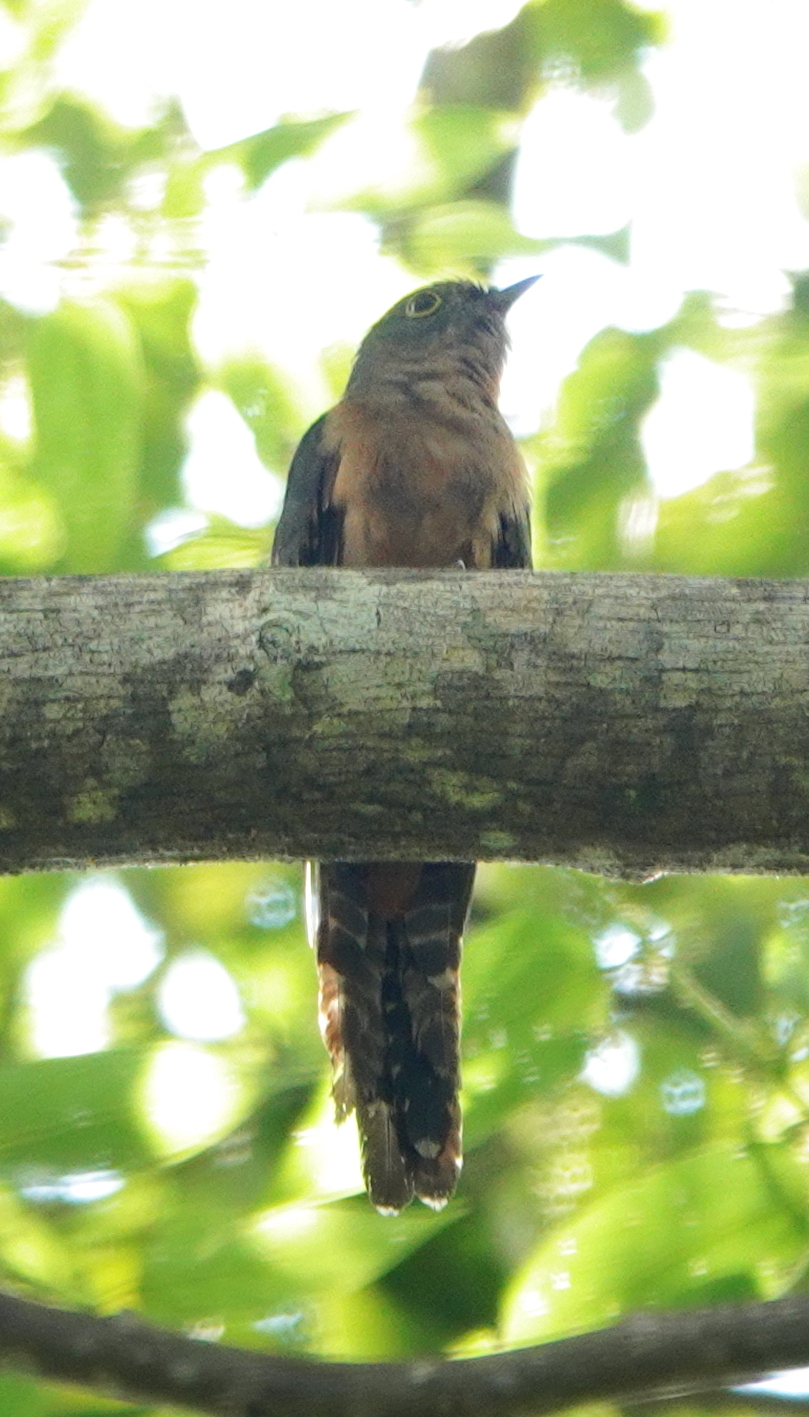 Moluccan Brush Cuckoo (Cacomantis aeruginosus), photo 1