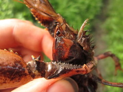 Procambarus gracilis