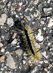 Lophocampa mixta