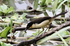 Donacobius atricapilla
