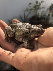 Incilius mazatlanensis