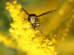 Polistes aurifer