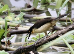 Donacobius atricapilla