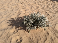 Astragalus lentiginosus