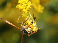 Polistes aurifer