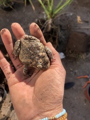 Incilius mazatlanensis