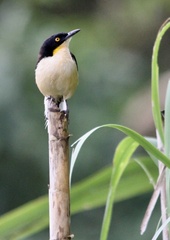 Donacobius atricapilla