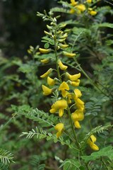 Sophora fraseri