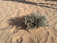 Astragalus lentiginosus