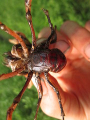 Procambarus gracilis