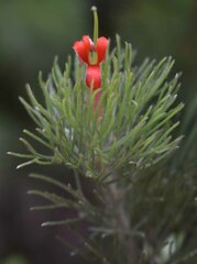 Adenanthos sericeus