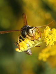 Polistes aurifer