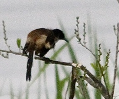 Donacobius atricapilla