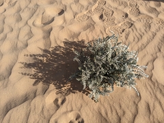 Astragalus lentiginosus