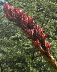 Doryanthes palmeri