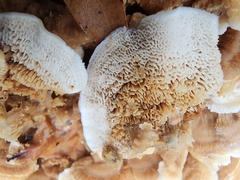 Cerrena zonata