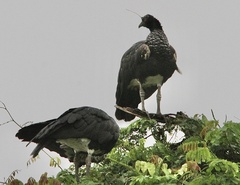 Anhima cornuta