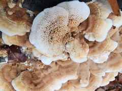 Cerrena zonata
