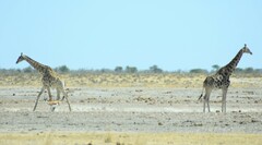 Giraffa camelopardalis angolensis