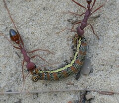 Hecatesia fenestrata