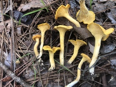 Cantharellus septentrionalis