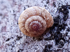 Microxeromagna lowei