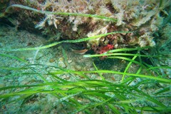 Austrolabrus maculatus