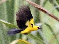 Gymnomystax mexicanus