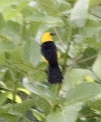 Gymnomystax mexicanus